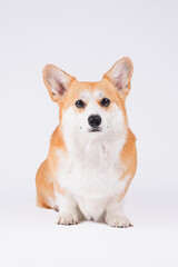 red dog corgi