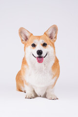 dog with christmas hat