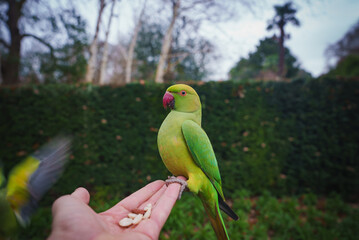 A vibrant green parakeet with a red beak perches on a hand offering nuts, set against a lush hedge and bare trees in a London park during Christmas.