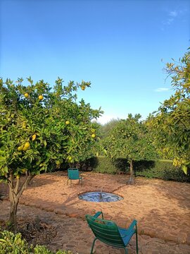 orangerie du jardin de babylonstoren farm en afrique du sud