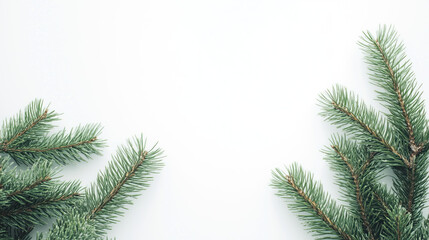 Obraz premium Spruce branches on a white background