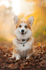 red dog corgi