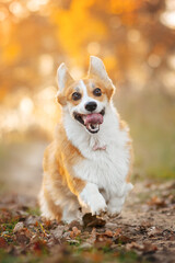 red dog corgi