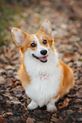 red dog corgi