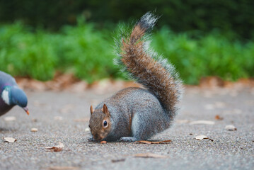 A grey squirrel with a raised bushy tail is on a paved path, accompanied by a pigeon. Green foliage in the background suggests a London park setting.