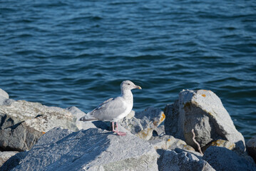 Seagull standing on the rock by the sea.