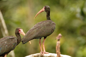 Bare-faced ibis (Phimosus infuscatus) perched on a branch in the Cuyabeno Wildlife Reserve, outside of Lago Agrio, Ecuador