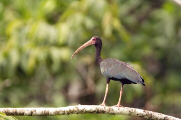 Bare-faced ibis (Phimosus infuscatus) perched on a branch in the Cuyabeno Wildlife Reserve, outside of Lago Agrio, Ecuador