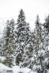 Trees covered in snow in Salzburg, Austria, beautiful winter wonderland