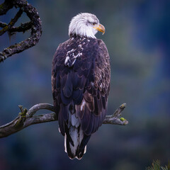 Eagle on branch.