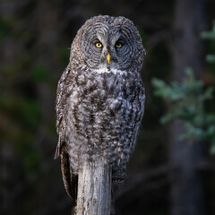 Gray owl looking at you.