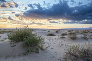 Desert dunes shaped by evening winds.