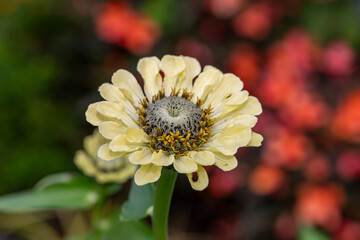 Close up of a yellow common zinnia (zinnia elegans) flower in bloom