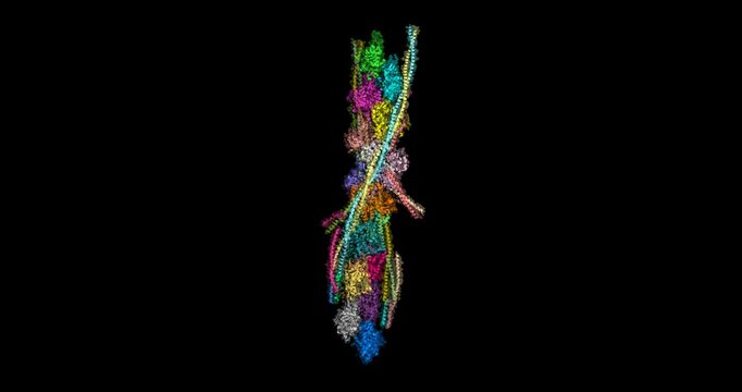  Structure of the Cardiac Thin Filament in the Contractile State, 3D molecule spinning, 4K 