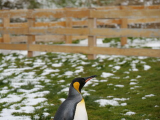 Königspinguin bei Grytviken in Südgeorgien