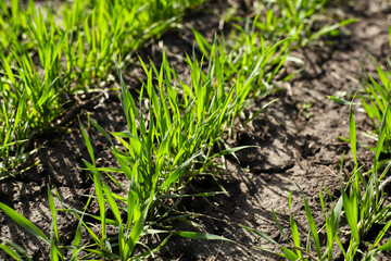 The thin edge of spring, winter wheat sprouts