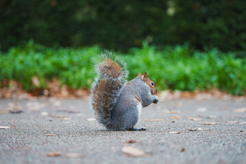 A grey squirrel sits on a paved path in a London park, captured in side profile. Its bushy tail and small paws are visible against a blurred green foliage background.