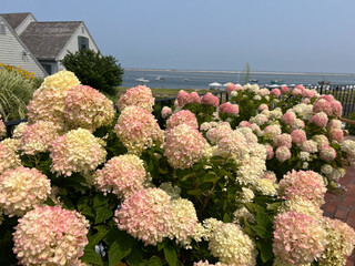 Hydrangeas in shades of pink and cream bloom vibrantly against a backdrop of coastal homes, blue...