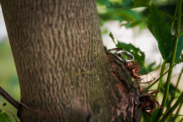 Elegant Wedding Rings Resting on a Textured Tree Bark Surrounded by Lush Greenery