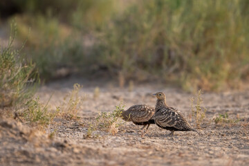 The chestnut-bellied sandgrouse is a bird of barren, semi-deserts.