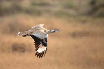 A beautiful Asian houbara , showcasing its graceful flight, soars through a vast, open landscape. 