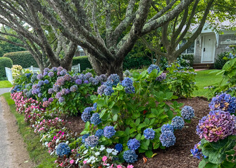 A vibrant garden path lined with blooming hydrangeas in shades of blue and pink, bordered by...