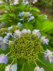 A close-up of a hydrangea flower bud surrounded by soft, pastel petals and vibrant green leaves, capturing the beauty of the early blooming stages in a lush garden setting.