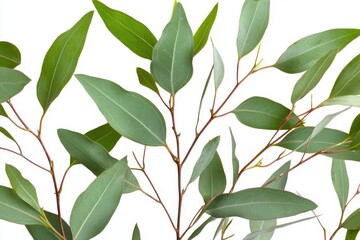 Fototapeta premium Green eucalyptus sprigs styled on a white background for minimalist photography.