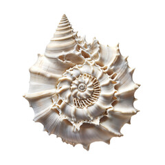 Fototapeta premium Seahell with a spiral pattern isolated over white background, PNG cut-out