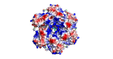 Obraz premium Hexameric Ring Structure of the Papillomavirus E1 Helicase, 3D Molecule Electrostatic Surface, 4K