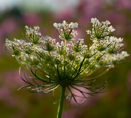 Medicinal plant wild carrot, Daucus carota L.
It is used for concentration disorders and mild depression, for diuretic tea. It grows in fields, meadows, roadsides.
