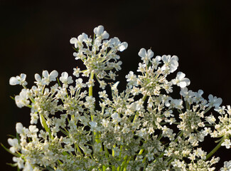 Medicinal plant wild carrot, Daucus carota L.
It is used for concentration disorders and mild depression, for diuretic tea. It grows in fields, meadows, roadsides.
