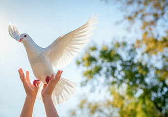 Obraz premium Child is releasing a beautiful white dove into the clear blue sky, symbolizing peace, hope, and freedom