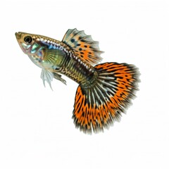 Guppy Fish