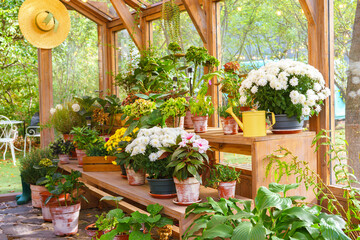 Blooming various flowers in pots in greenhouse. Wooden shelves with colorful flowers and plants in orangery. Gardening, floriculture, floweer growing, hobby