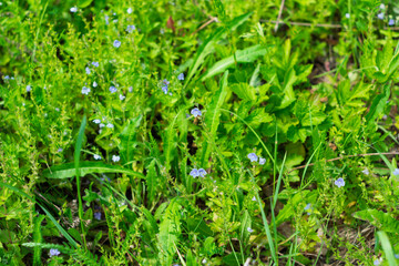 Wildflowers bloom in a lush green field under bright daylight in springtime