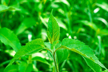 Close-up of vibrant green leaves in a lush garden during daytime