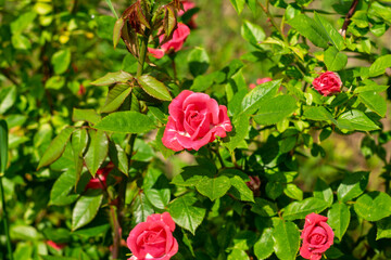 Bright pink roses blooming in a sunny garden during spring season