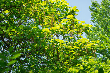 Bright green leaves glowing under the sun in a lush tree canopy