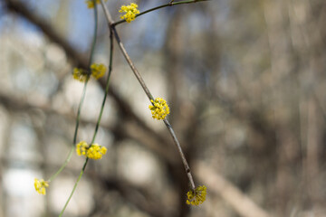 Yellow flowering branch in a wooded area during early spring season