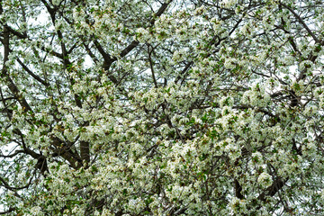 Cherry blossom tree in full bloom showcasing vibrant white flowers