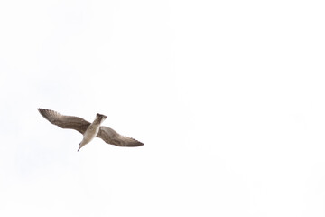 seagull in the sky