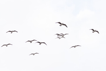 birds in flight