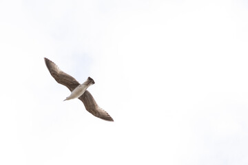 seagull flying in the sky