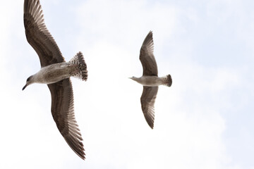 seagull flying in the sky