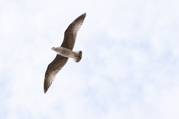 seagull flying in the sky