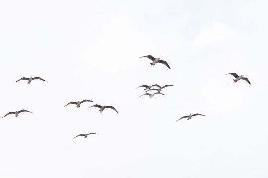 birds in flight