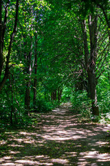 Lush green pathway through a tranquil forest in mid-afternoon sunlight