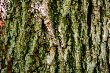 Detailed view of tree bark showcasing texture and natural patterns