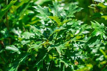 Lush green leaves of oak trees thriving in bright sunlight